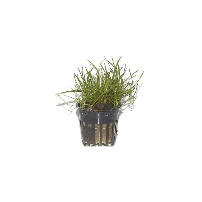Prix en baisse | Lilaeopsis mauritiana