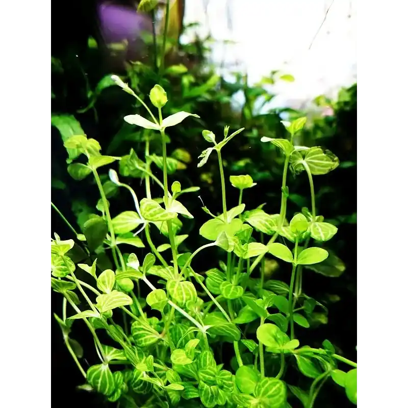 Livraison express - Lindernia rotundifolia