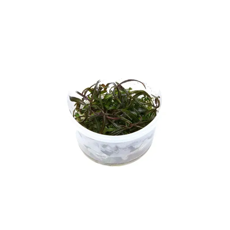 Hygrophila Lancea ‘Araguaia‘ in vitro | Offre limitée