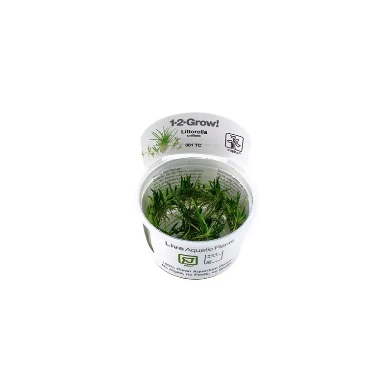 Super offre | Littorella uniflora in vitro
