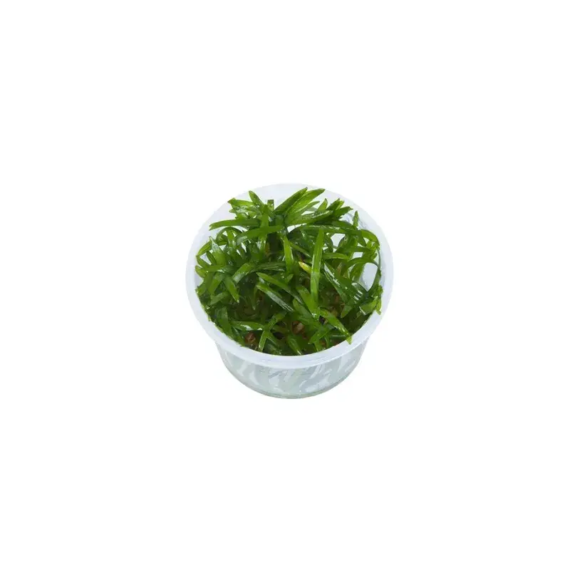 Sagittaria subulata in vitro | Prix réduit