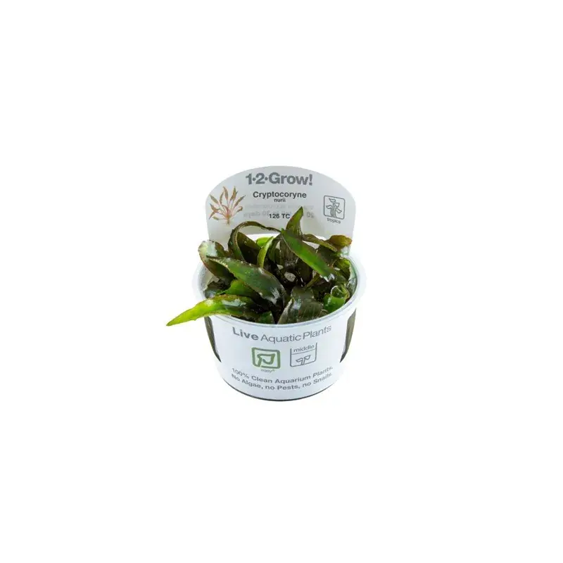 Haute qualité - Cryptocoryne nurii in vitro