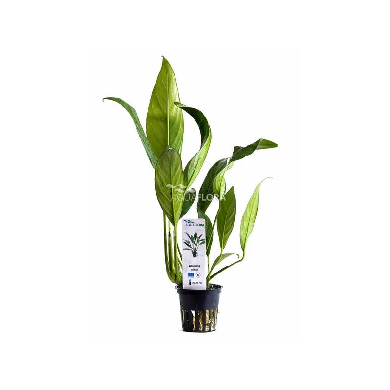 Anubias Afzelii dans Jar - Aquaflora | Dernier arrivage