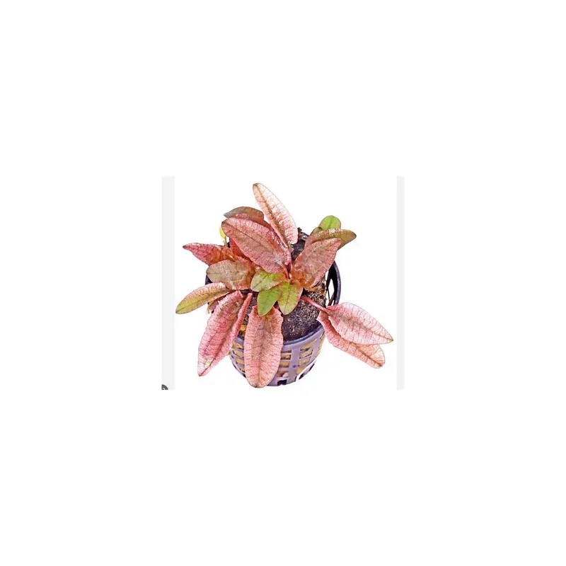 Achetez dès maintenant - Cryptocoryne Wundtii ‘Flamingo‘ à Jar - Aquaflora