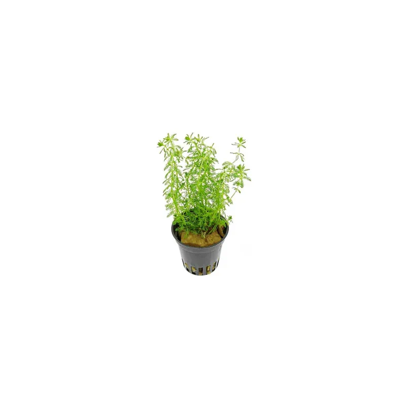 Achetez dès maintenant - Myriophyllum sp. Guyane en pot - Aquaflora