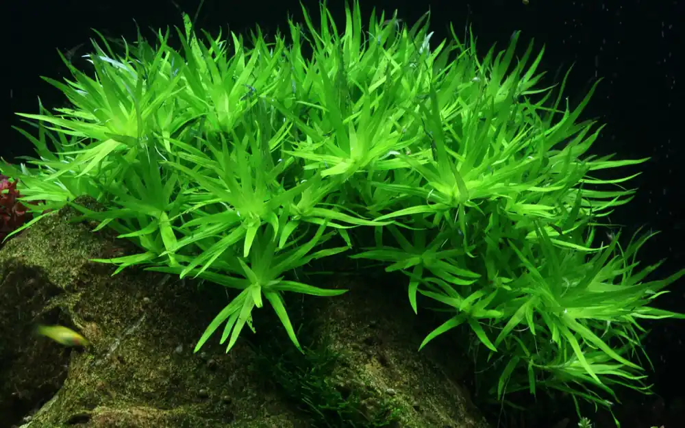 Bientôt épuisé | 1-2-GROW ! Trompette / Heteranthera zosterifolia