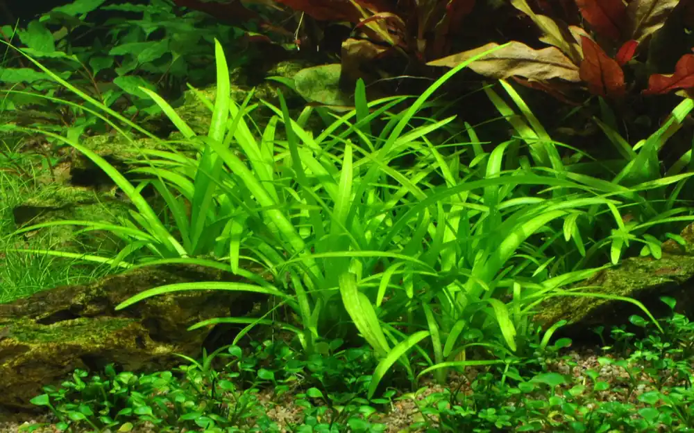 1-2-GROW ! Sagittaria subulata | Prêt à expédier