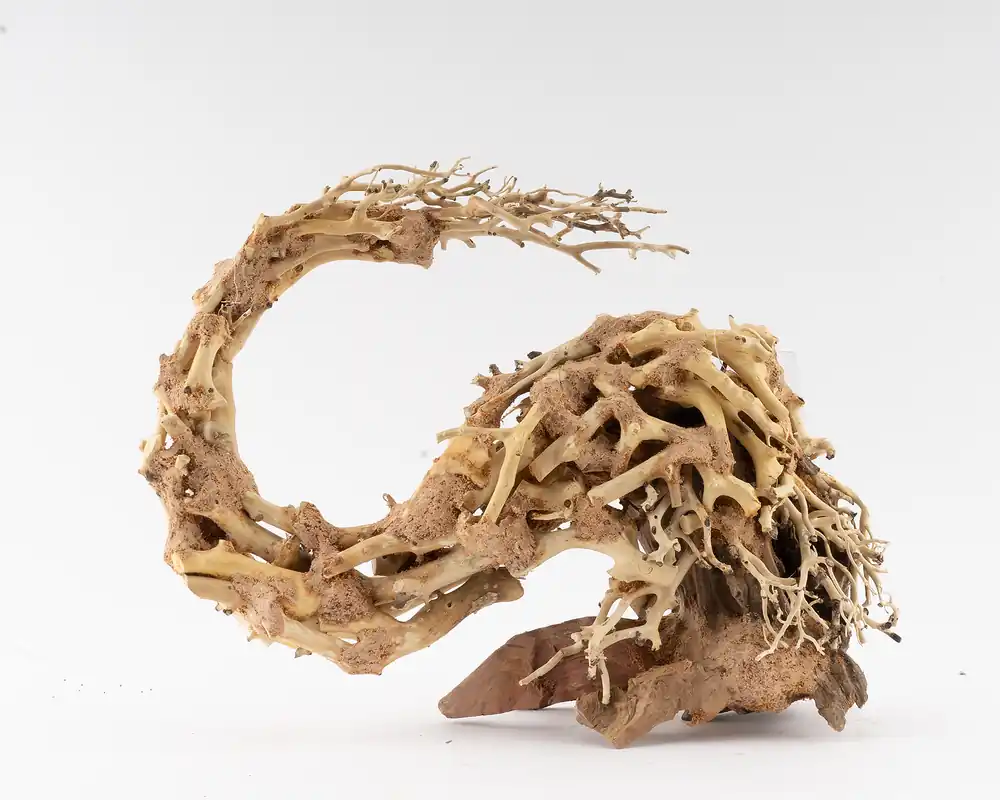 Bonsaï dragon Arbre à crevettes pour aquascapes | Prix exceptionnel