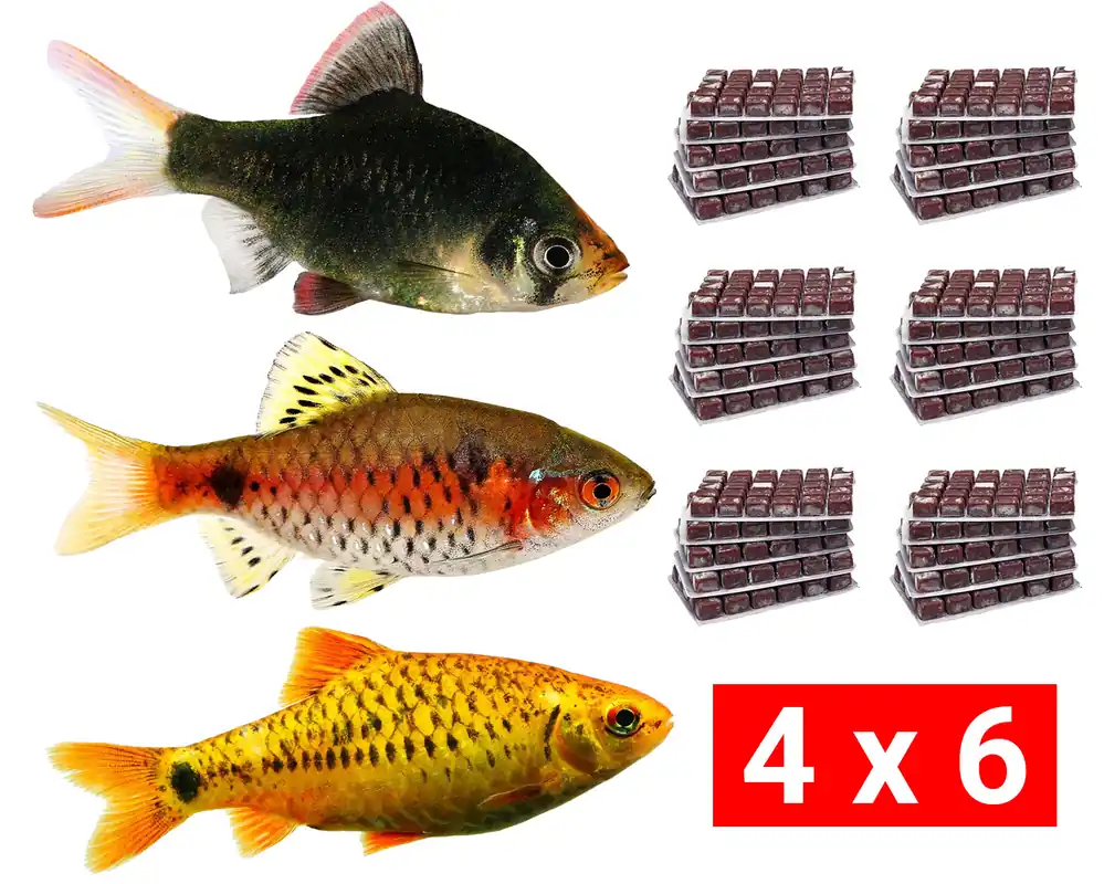 Pack de nourriture congelée pour barbeaux - 24 pièces - En stock