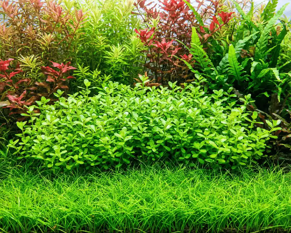 Bacopa crenata/monnieri - NatureHolic InVitro | Disponible maintenant
