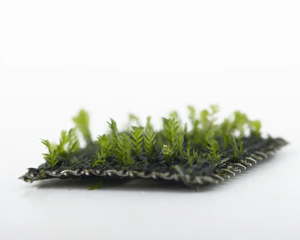 Natureholic Moospad - Fissidens Crassipes - 2 x 2cm - Bon prix