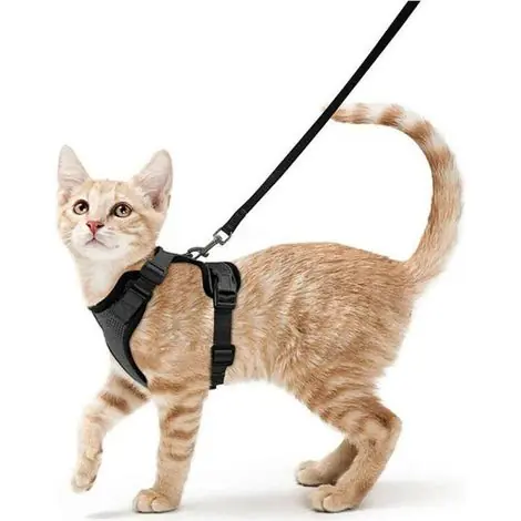 Pour Usage Général - Harnais pour chat laisse pour petit chien harnais pour chaton réglable noir xs (Réglable) - Prix spécial